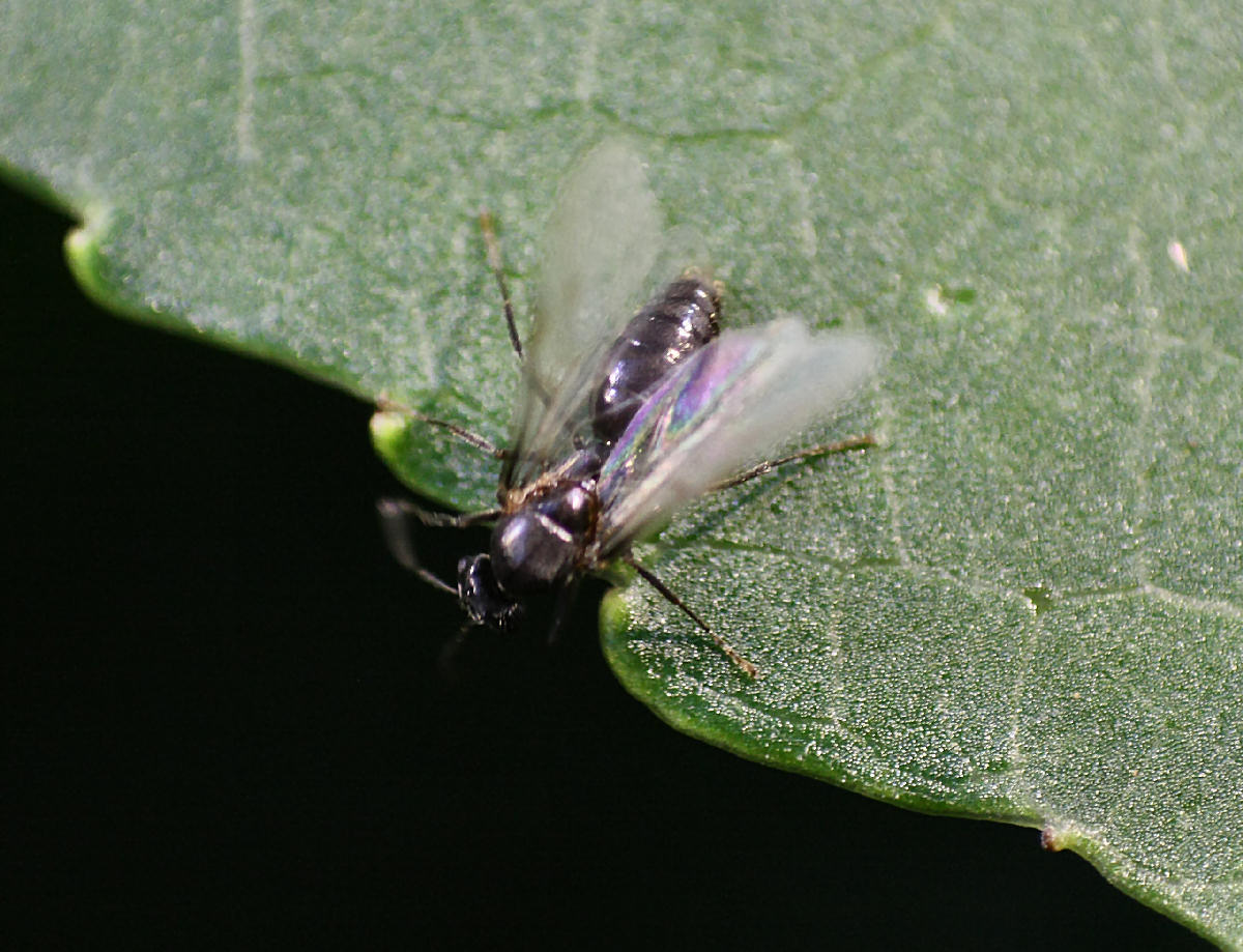 moscerino da identificare